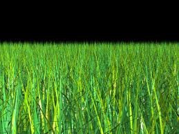 images_052